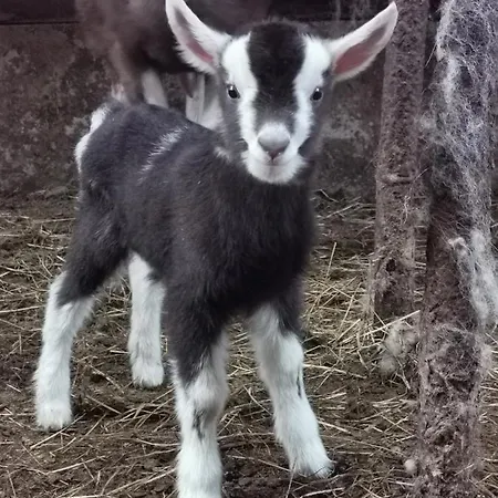 Rainors Farm Отель типа 