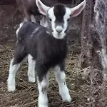 Rainors Farm Bed & Breakfast